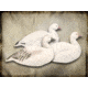 Final Approach Last Pass 12 Pack Snow Goose, Shells Upright, Box