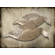 Final Approach Last Pass 12 Pack Blue Goose, Shells Feeder, Box