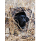 Final Approach Mutt Hut II Dog Blind,31x21x2.5in,Realtree Max-5 433795