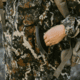 First Lite Phase Jacket - Womens
