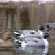 Flambeau Classic Pintail Decoy, Grey/Black, 8022SUV