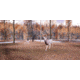 Gaim White Tail Deer Trail Training Gear