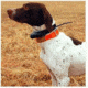 Garmin DC 30 Dog Collar