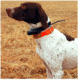 Garmin Dog Tracking Systems GPS Astro®