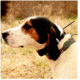 Garmin Dog Tracking Systems GPS Astro®