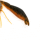 Googan Squad Tuggin Bug 4in Bait