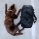 Goruck GR MONSTER Rucksack - PREORDER, GRM35L-0101