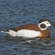 Greenhead Gear Commercial Grade Long-Tailed Ducks Foam Filled,1/2 Dozen 74027