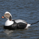 Greenhead Gear Commercial Grade Long-Tailed Ducks Foam Filled,1/2 Dozen 74027