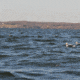 Greenhead Gear Commercial Grade Long-Tailed Ducks Foam Filled,1/2 Dozen 74027