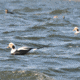 Greenhead Gear Commercial Grade Long-Tailed Ducks Foam Filled,1/2 Dozen 74027