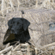 Greenhead Gear Ground Force Dog Blind,KW-1 2509
