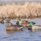 Greenhead Gear Mallards Decoy 70003