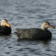 Greenhead Gear Over-Size Duck Decoy,Black Ducks,1/2 Dozen 73015