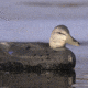 Greenhead Gear Over-Size Duck Decoy,Black Ducks,1/2 Dozen 73015