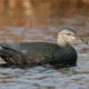 Greenhead Gear Over-Size Duck Decoy,Black Ducks,1/2 Dozen 73015