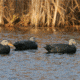 Greenhead Gear Over-Size Duck Decoy,Black Ducks,1/2 Dozen 73015