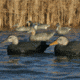 Greenhead Gear Over-Size Duck Decoy,Black Ducks,1/2 Dozen 73015