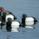Greenhead Gear Over-Size Duck Decoy,Blue-Bills,1/2 Dozen 73039