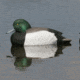 Greenhead Gear Over-Size Duck Decoy,Blue-Bills,1/2 Dozen 73039