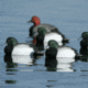 Greenhead Gear Over-Size Duck Decoy,Blue-Bills,1/2 Dozen 73039