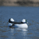 Greenhead Gear Over-Size Duck Decoy,Buffleheads,1/2 Dozen 71048