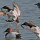 Greenhead Gear Over-Size Duck Decoy,Canvasbacks,1/2 Dozen 73049