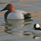 Greenhead Gear Over-Size Duck Decoy,Canvasbacks,1/2 Dozen 73049