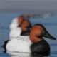 Greenhead Gear Over-Size Duck Decoy,Canvasbacks,1/2 Dozen 73049
