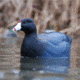 Greenhead Gear Over-Size Duck Decoy,Coots,1/2 Dozen 73014