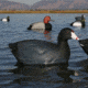 Greenhead Gear Over-Size Duck Decoy,Coots,1/2 Dozen 73014