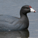 Greenhead Gear Over-Size Duck Decoy,Coots,1/2 Dozen 73014