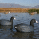 Greenhead Gear Over-Size Duck Decoy,Coots,1/2 Dozen 73014
