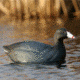 Greenhead Gear Over-Size Duck Decoy,Coots,1/2 Dozen 73014