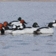 Greenhead Gear Over-Size Duck Decoy,Diver Duck Pack,1/2 Dozen 70252