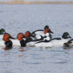Greenhead Gear Over-Size Duck Decoy,Diver Duck Pack,1/2 Dozen 70252
