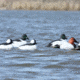 Greenhead Gear Over-Size Duck Decoy,Diver Duck Pack,1/2 Dozen 70252