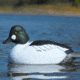 Greenhead Gear Over-Size Duck Decoy,Goldeneyes,1/2 Dozen 73047
