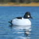 Greenhead Gear Over-Size Duck Decoy,Goldeneyes,1/2 Dozen 73047