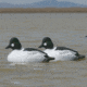 Greenhead Gear Over-Size Duck Decoy,Goldeneyes,1/2 Dozen 73047