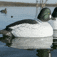 Greenhead Gear Over-Size Duck Decoy,Goldeneyes,1/2 Dozen 73047