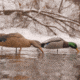 Greenhead Gear Over-Size Duck Decoy,Mallard Shells/Active Pack,Dozen 70166
