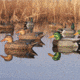 Greenhead Gear Over-Size Duck Decoy,Mallards,1/2 Dozen 73013