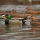 Greenhead Gear Over-Size Duck Decoy,Mallards,1/2 Dozen 73013
