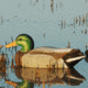 Greenhead Gear Over-Size Duck Decoy,Mallards,1/2 Dozen 73013