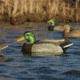 Greenhead Gear Over-Size Duck Decoy,Mallards,1/2 Dozen 73013