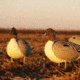 Greenhead Gear Over-Size Duck Decoy,Pintail Full Body Active 4-pack 70826
