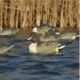 Greenhead Gear Over-Size Duck Decoy,Pintails,1/2 Dozen 73032