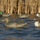 Greenhead Gear Over-Size Duck Decoy,Pintails,1/2 Dozen 73032