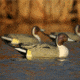 Greenhead Gear Over-Size Duck Decoy,Pintails,1/2 Dozen 73032